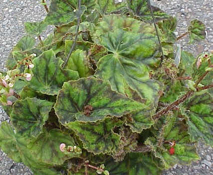 B. ‘Hocking Trocadero’
